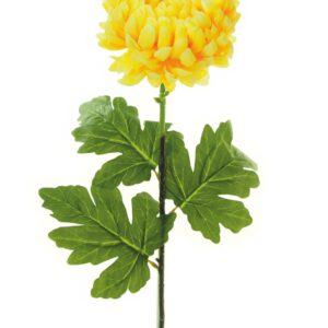 Pale Yellow Chrysanth