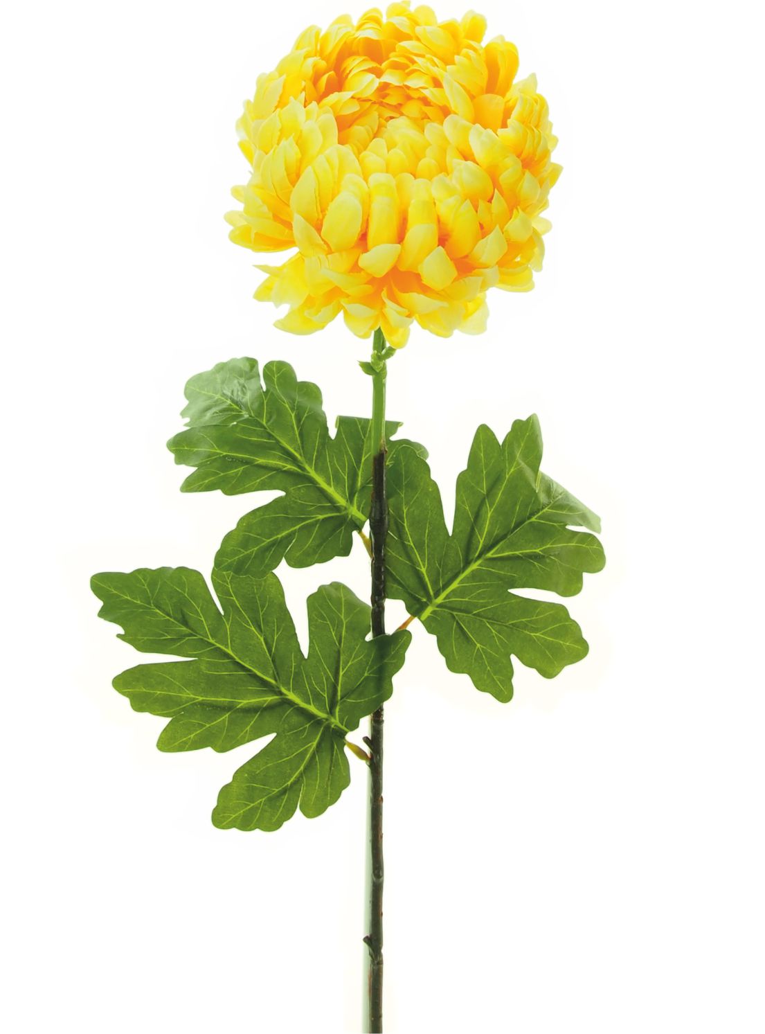 Pale Yellow Chrysanth