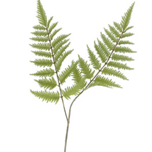 Fern Spray
